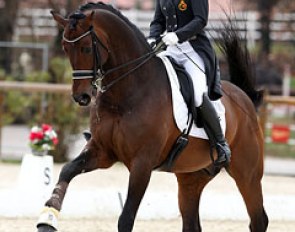 Julie de Deken warming up Lucky Dance at the 2013 CDI Vidauban :: Photo © Astrid Appels