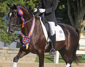 Brandi Benedict and Rebellienne HVH win the 4-year old division at the 2013 U.S. Young Horse Championships :: Photo © Mary Phelps