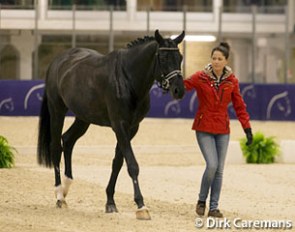 Kristina Sprehe and Desperados passed the vet check on Wednesday but had to withdrawn on Thursday morning after the horse sustained an injury during a schooling session :: Photo © Dirk Caremans