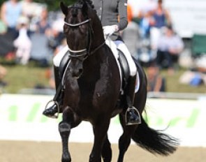 Dutch Marieke van der Putten on Emmy de Jeu's Che de Jeu (by Voice x Jazz). The black stallion was constantly tilted in trot and despite his expressive gaits was never really through in the connection