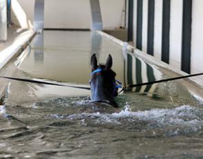 A horse swimming at Veronique Andre de la Porte's Horse Care Center in Meerle, Belgium