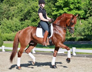 The 9-year old Dutch warmblood stallion Breezer (by Johnson x Sultan) :: Photo © Lyndal Oatley