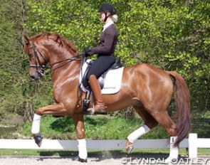 The 9-year old Dutch warmblood stallion Breezer (by Johnson x Sultan) :: Photo © Lyndal Oatley