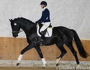 Baylador KWG at the 2014 Swiss Breed Classic :: Photo © Elisabeth Weiland