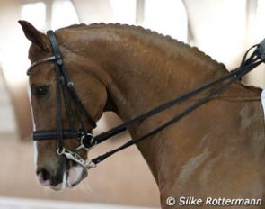 Calypso van het Goorhof