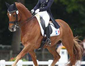 Weltrubin at the 2014 CDI Compiegne :: Photo © Astrid Appels