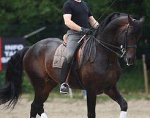 Belgian David Engelen schooling Royal Rubinstein. He holds the whip Renaissance style in order for her horse to stay more regular in the piaffe and passage