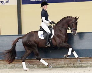 Giovanni (by Chippendale x Scandic) at the 2014 KWPN Stallion Performance Testing :: Photo © Sandra Nieuwendijk