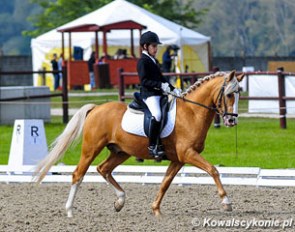 Hungarian pony rider Benedek Pachl on Macciato