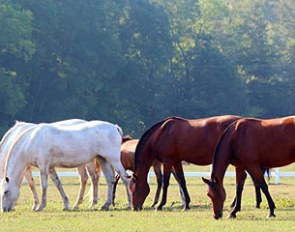 Herd of PRE broodmares in the U.S.A.