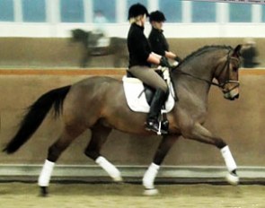 Fizau (by Fidertanz x Maquisard) in training in Germany before selling to the U.S.A.