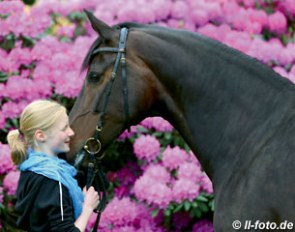 Meet top Oldenburg stallions and brood mares like Maradonna, dam to licensed stallions Furstenball, Desiderio and Winehouse :: Photo © LL-foto