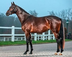 San Silviano (by Polarion x Biotop x Konigspark xx)