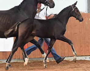 Top scorer in the 2014 BEF Futurity, dressage colt Fiderstar (by Fiderbach), owned by Rosie Moreton-Deakin :: Photo © Kevin Sparrow 