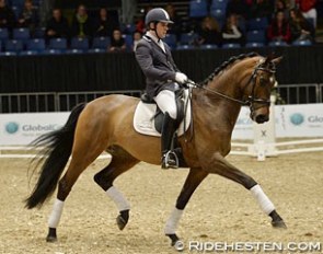 Severo Jurado Lopez and Hot Shot W at the 2014 Danish Warmblood Young Horse Championship in Herning :: Photo © Ridehesten