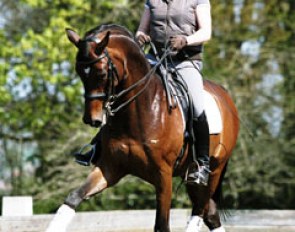 Fiona Bigwood and Sir Donato training at her home in Horsham, Great Britain :: Photo © Silke Rottermann