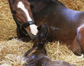 Newborn foal by Cashmir at Bourne Hill Stables