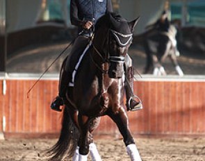 Silve Dietrich-Osten schooling a small tour horse early in the morning