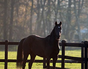 A 3-year old home bred youngster in the field