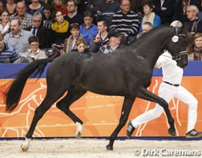 Geronimo d'Hertog at the 2014 KWPN Stallion Licensing :: Photo © Dirk Caremans