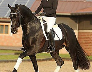 Tolegro (by Totilas x Krack C) :: Photo © Diele