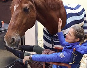 Adelinde keeping her legs up in the stable area and hanging out with Parzival at the 2014 CDI-W Lyon