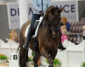 Anabel Balkenhol training Davinia La Douce (by Don Frederico x A Jungle Prince)