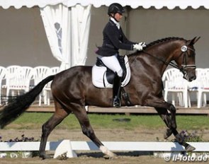Tessa Frank and the Westfalian reserve champion of the 4-year old mares and geldings, Senator Nymphenburg, have qualified for the 2014 Bundeschampionate :: Photo © LL-foto