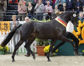 Sir Sansibar, champion of the 2014 Trakehner Stallion Licensing :: Photo © Stefan Lafrentz