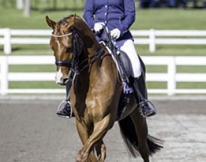 Sheena Ross on Parkridge Disco SW at the 2014 FEI World Challenge in New Zealand :: Photo © Libby Law