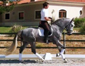 Ricardo Wallenstein on the 4-year old Favorito in Portugal in 2014