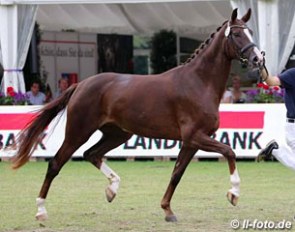 Atterupgaards O2 at the 2014 Oldenburg Elite Mare Show in Rastede :: Photo © LL-foto