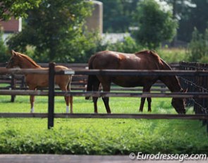 One of De Begijnhoeve's broodmares and foals