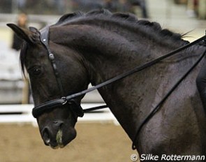 Alizee Froment's Mistral du Coussoul with a bitless bridle