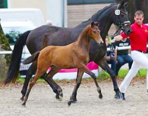 Viva Austria (by Vivaldi x Sandro Hit), Filly Champion of the 2014 Austrian Warmblood Foal Championships :: Photo Stefan Seiberl