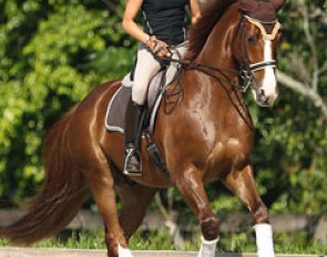 Christilot Boylen on Drentano (by De Niro x Brentano II)