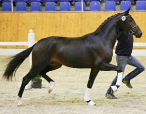 Foxtrot (by Foundation x Furst Heinrich) at the 2014 Oldenburg Stallion Licensing
