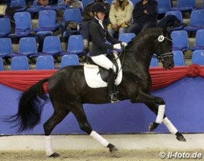 Andrea Müller-Kersten on Fursten-Look at the 2014 Oldenburg Under Saddle Stallion Licensing :: Photo © LL-foto