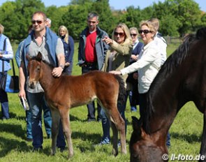 The Oldenburg Summer Meeting offers valuable knowledge about breeding sport horses and a lot of fun with the group :: Photo © LL-foto