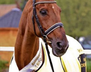 Breitling W has been named Hanoverian Stallion of the Year 2014 :: Photo © LL-foto