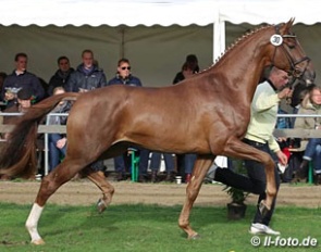 D'Avie (by Don Juan de Hus x Londonderry), premium stallion and auction price highlight at the 2014 Hanoverian Stallion Licensing :: Photo © LL-foto