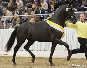 Talisman (by Totilas x Sandro Hit x Donnerhall) at the 2014 Hanoverian Stallion Licensing :: Photo © LL-foto