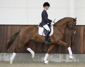 Helgstrand Dressage's KWPN stallion Goldfinger VDT (by Jazz x Ferro)