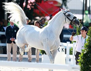 Naughty horses at the inspection