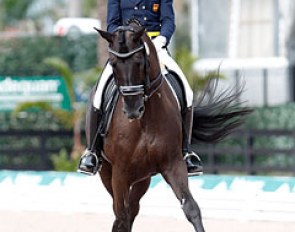 Juan Matute Guimon and Don Diego (by Don Frederico) at the 2014 CDI Wellington :: Photo © Sue Stickle