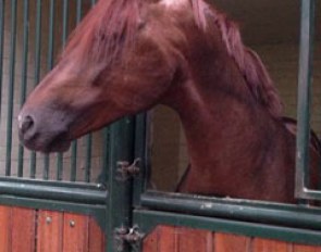 Julie de Deken's D-Day (by Vivaldi x Purios) has arrived at his new home in Belgium
