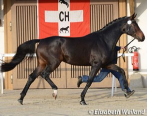 Bellini RR at the 2015 Swiss Warmblood Stallion Licensing :: Photo © Elisabeth Weiland