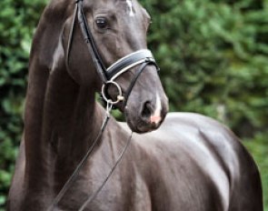 Fairytale (by Lord Leatherdale x Negro x Don Gregory)