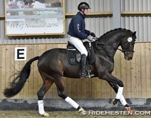 Blue Hors stud's Hanoverian stallion Farrell was the high scoring 4-year old at the 2015 Danish Warmblood Autumn Stallion Performance Testing :: Photo © Ridehesten