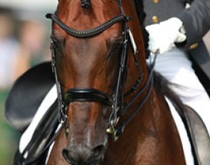 Hampton Green Farm's Grandioso